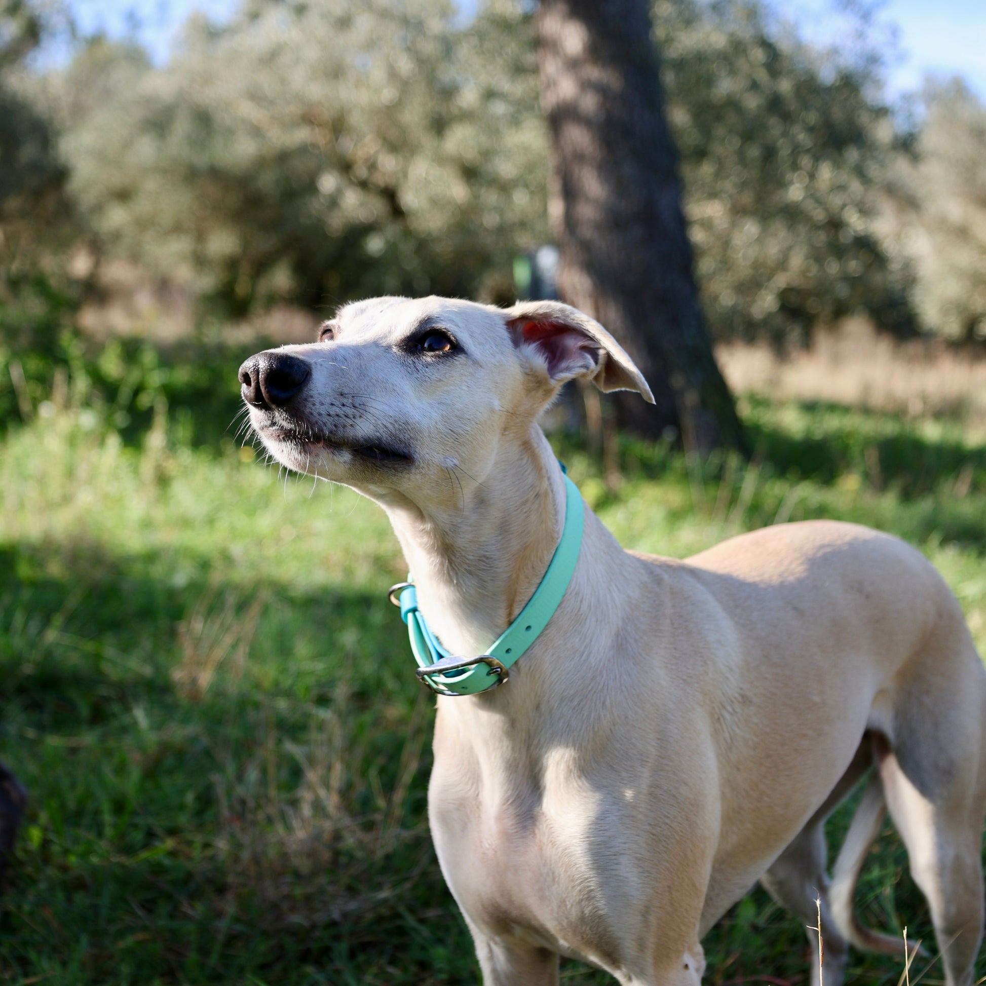 Collier bicolore pour chien personnalisable en Biothane et laiton, fabrication française. 